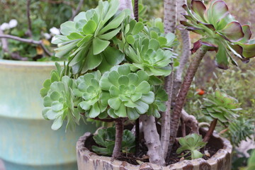 potted succulents