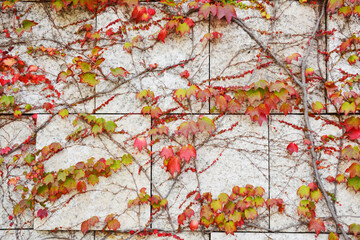 Colorful autumn ivy covered wall background