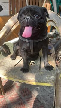Thirsty hot black pug dog sitting on chair with leash.