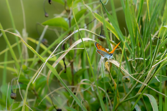 Soft focus of large copper butterfly on a grass blade at a field