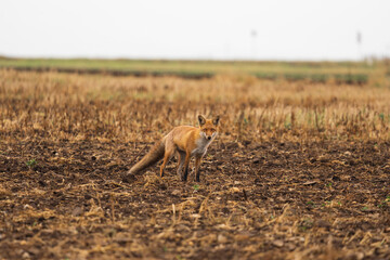 Wild red fox in the meadow