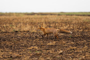 Wild red fox in the meadow