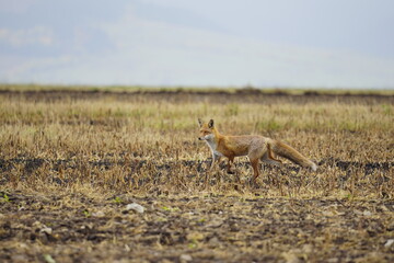 Wild red fox in the meadow