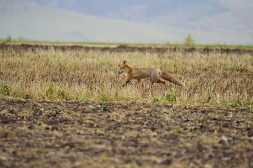 Wild red fox in the meadow