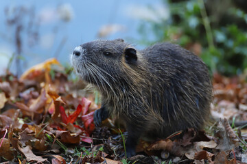 Portrait de jeune ragondin en automne