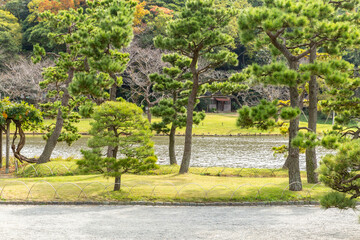scenery of path, pine trees, and pond in autumn japanese garden