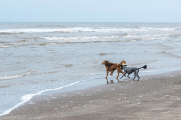 two dogs play in the beach with a tree branch