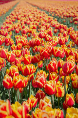 Champs de tulipes
