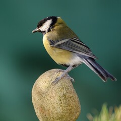 Great tit stands on a stone. Czechia. Europe. 