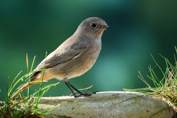 Female black redstart ( Phoenicurus ochruros) stands on a stone with grass. Czechia. Europe. 