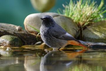 Male black redstart ( Phoenicurus ochruros) in the water of a bird watering hole. Czechia. Europe. 