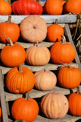 Colorful varieties of pumpkins and squashes