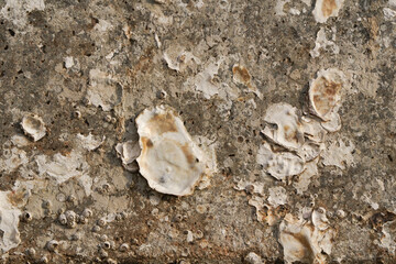 Texture of oysters on a concrete block
