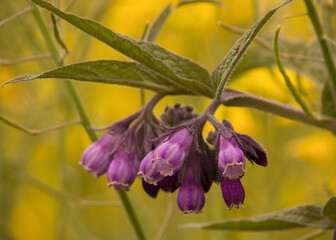 Purple and yellow flowers
