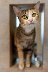 Calico cat stares into camera with wide open yellow eyes