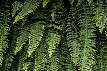 green fern background