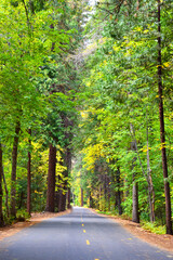Obraz premium Road in Yosemite Valley, California, USA