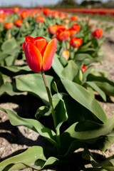 Champs de tulipes
