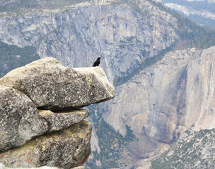 Raven sitting on the edge of a rock in Yosemite National Park