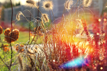 Ozdobne  kwiaty trawy, rozświetlone promieniami słońca. Decorative flowers of grass, lit by the rays of the sun. © jarizPJ
