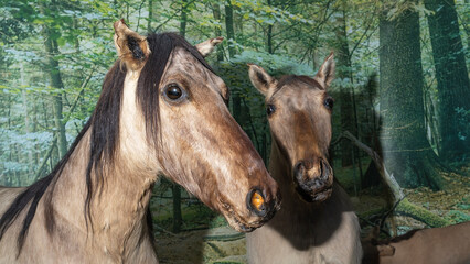 Stuffed two extinct Tarpan horses. The ancestors of modern horses in the scientific exposition.