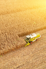 Maize harvesting, harvester in a corn field, top view
