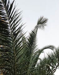 Palmowe drzewo. © Agata