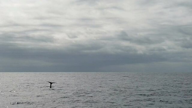 sperm whale in the atlantic ocean at the acores islands