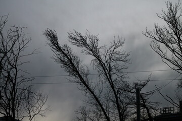 trees in the fog