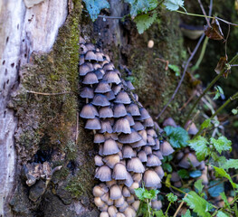 Pilze am verfaulten Stamm