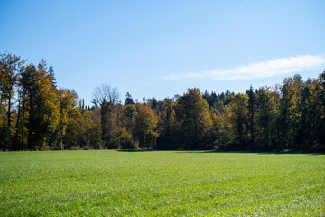 Fototapeta premium Herbstlicher Wald und Bäume