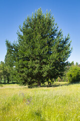 Fototapeta premium A big pine tree with a wheel swing on a sunny day in the countryside