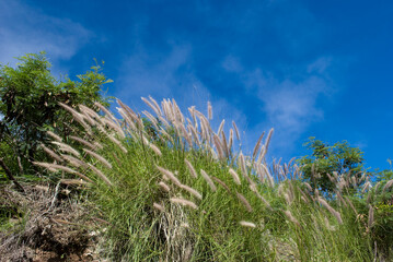 Field grassess in front of blue sky growing on rocks of Diamond head crater