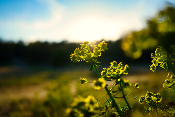 Sunset flowers shallow