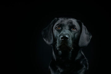 Black Labrador Portrait on black Background