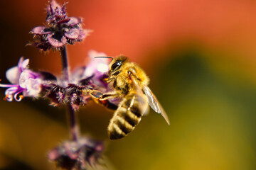 Bees and lavender