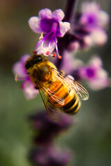 Bees and lavender