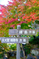 松島駅前の紅葉
