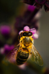 Bees and lavender