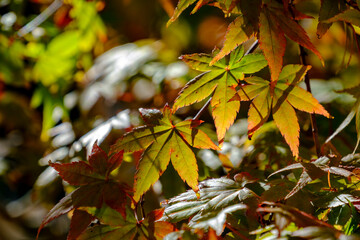 松島離宮の紅葉