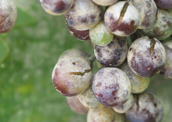 Powdery mildew of grape, wine grape diseases or pest, Uncinula necator