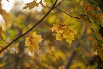 Naklejka na ściany i meble Maple leaves in autumn selective focus