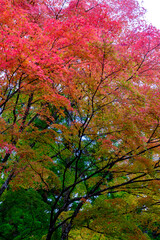 松島の瑞巌寺の紅葉
