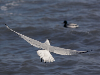 The cry of a seagull hovering over the waves
