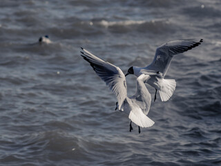 Fight of two seagulls for prey