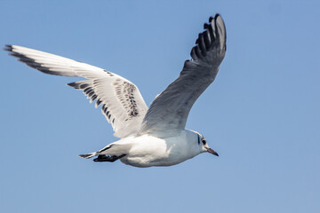 Seagull flies away into the distance against the background of a clear sky