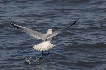 Landing a seagull on the water