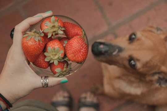 been observed by a cute dog while eating a handfull on strawberry fruit