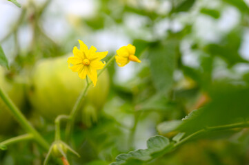 Obraz premium Yellow flowers of tomatoes. Green tomato growing on the bush in greenhouse. Plantations of young tomato plants, close up. Organic vegetables.