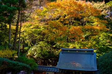 瑞鳳殿の紅葉